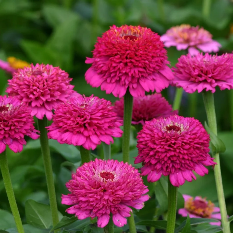 Zinnia ‘Zinderella Purple’ ( Zinnia elegans )