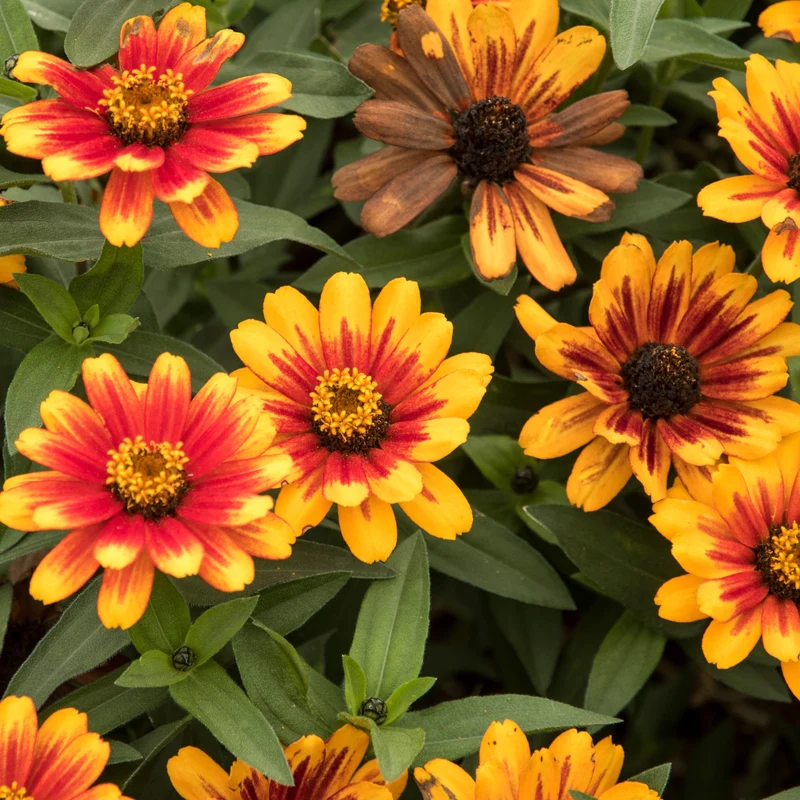 Zinnia Zahara® ‘Sunburst’ ( Zinnia marylandica )