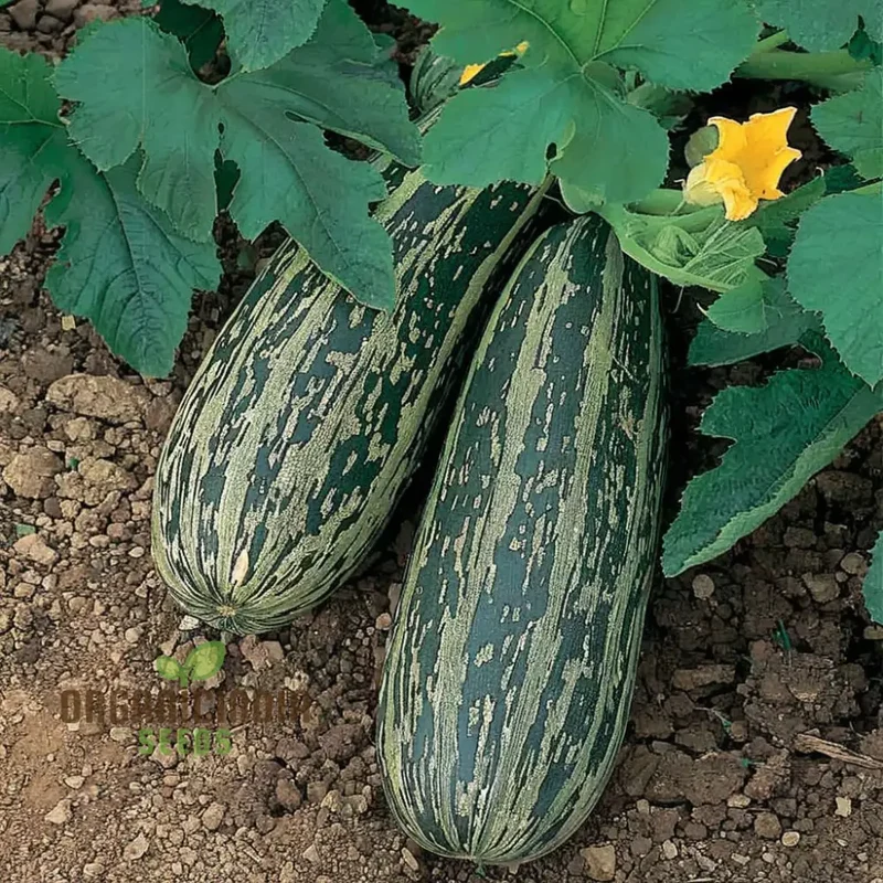 Marrow Tiger Cross Seeds, Elevate Your Gardening with Robust, High-Yielding Vegetables