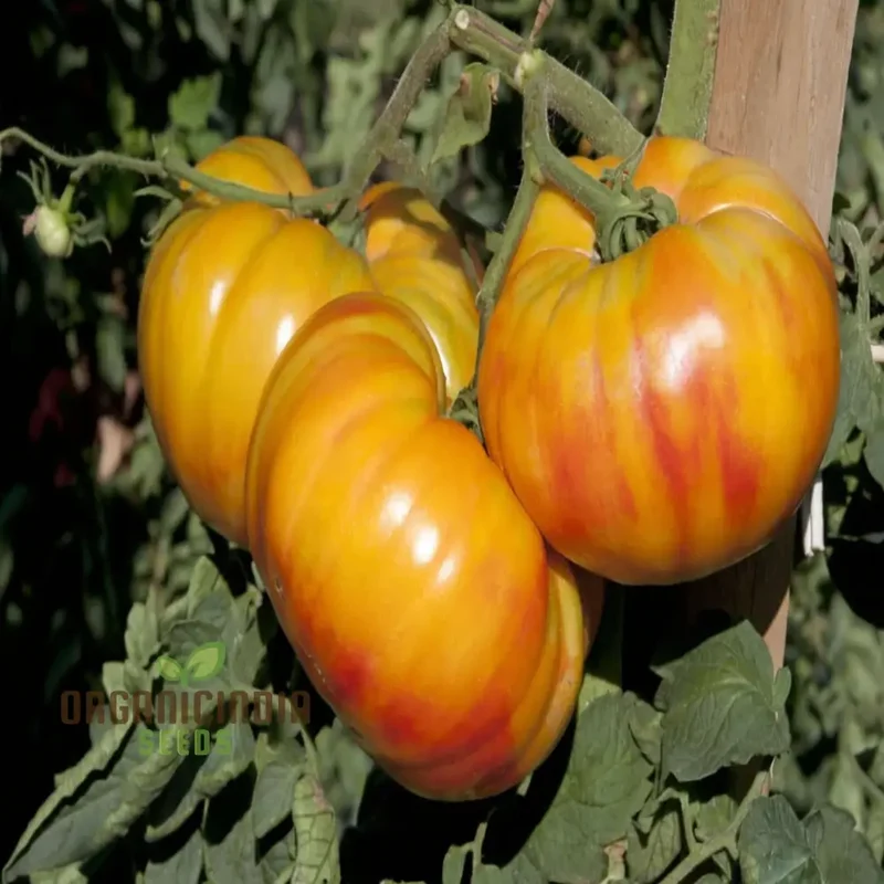 Buffalosun Tomato Seeds, High Yield Heirloom Variety Perfect for Juicy Slicing and Salads