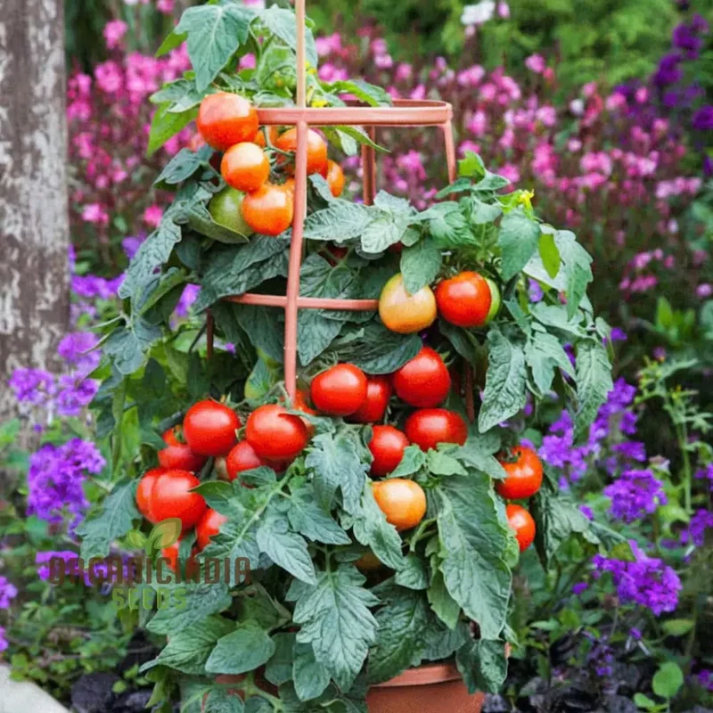 Buffalosun Tomato Seeds, High Yield Heirloom Variety Perfect for Juicy Slicing and Salads
