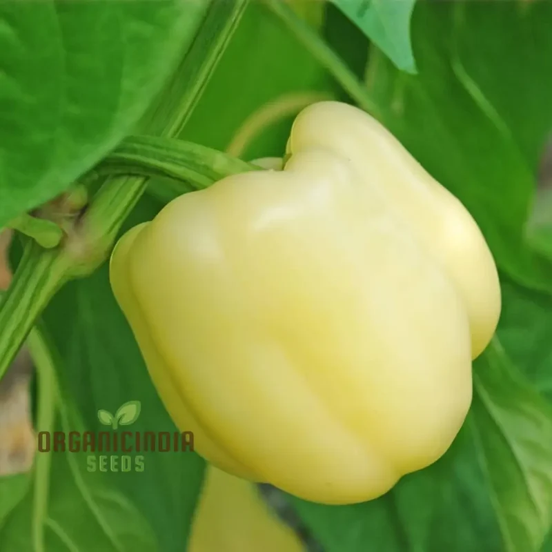 Capsicum White (Bell Pepper Ivory White) Vegetable Seeds - Grow Unique and Flavorful Peppers