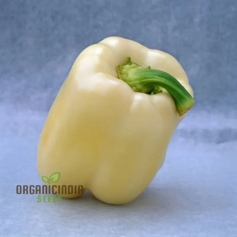 Capsicum White (Bell Pepper Ivory White) Vegetable Seeds - Grow Unique and Flavorful Peppers