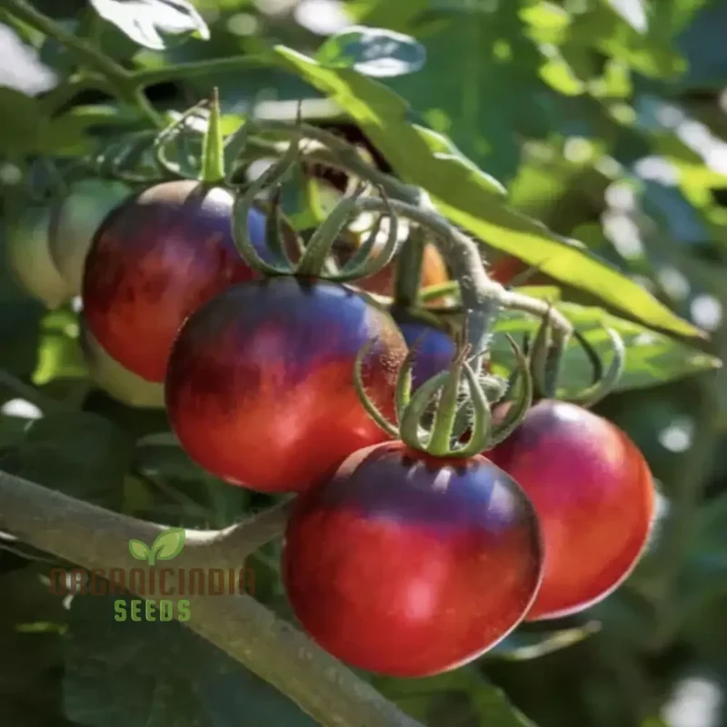 Tomato Black Moon Vegetable Seeds, Premium Grow Your Own Delicious Garden Tomato Seeds