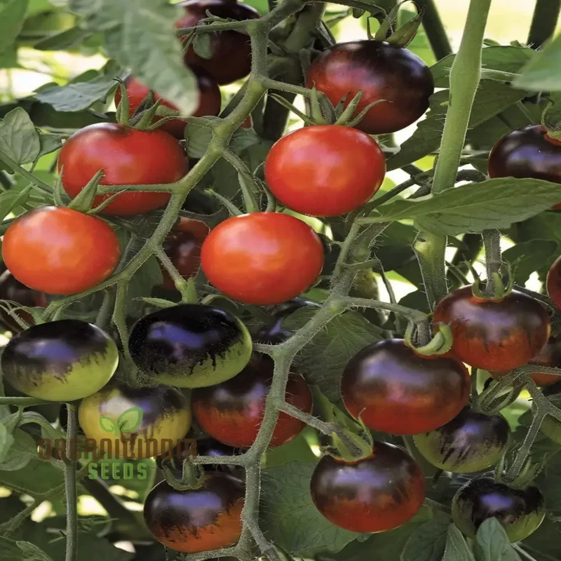 Tomato Black Moon Vegetable Seeds, Premium Grow Your Own Delicious Garden Tomato Seeds