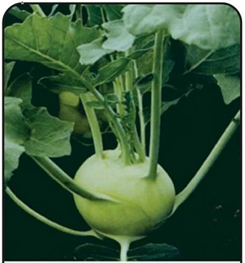 Knol Khol White Desi Vegetable Seeds - Cultivate Crisp and Nutritious Kohlrabi
