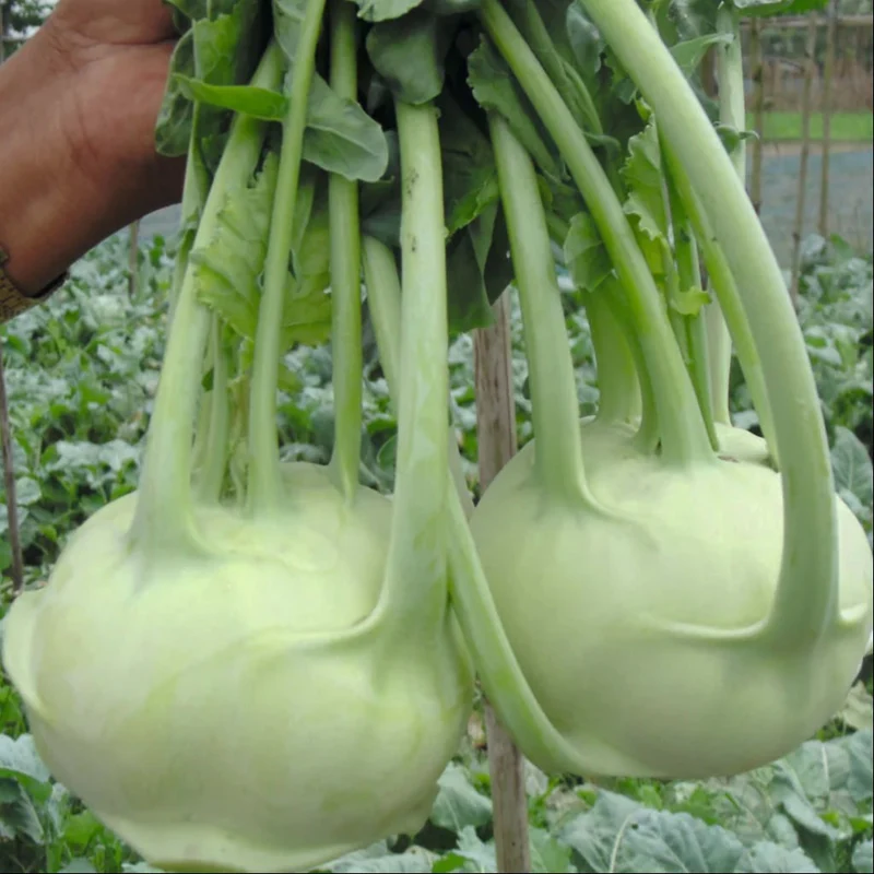 Knol Khol White Desi Vegetable Seeds - Cultivate Crisp and Nutritious Kohlrabi