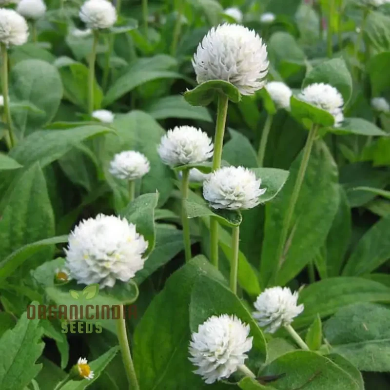 Gomphrena White Seeds – Premium Globe Amaranth Variety for Elegant Garden Blooms