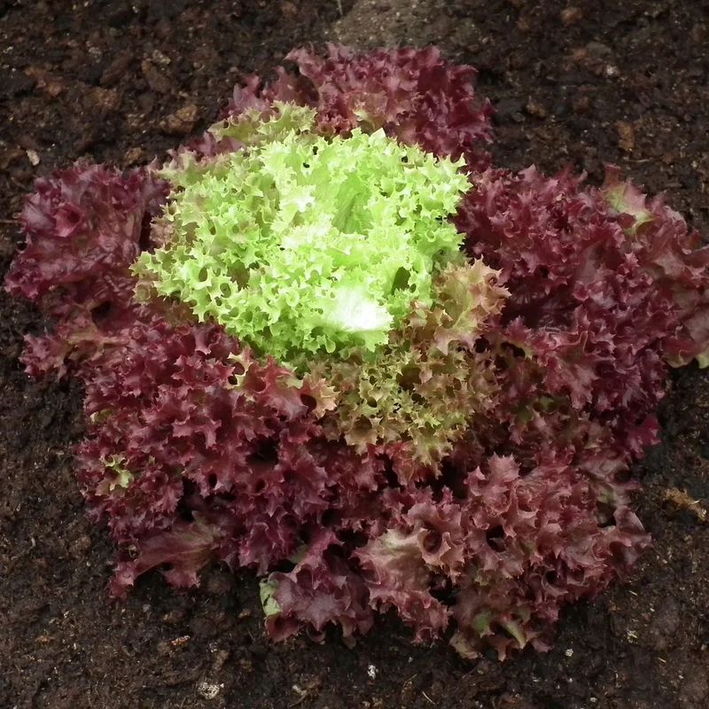 Lettuce Lolla Rossa Vegetable Seeds - Grow Crisp and Colorful Salad Greens