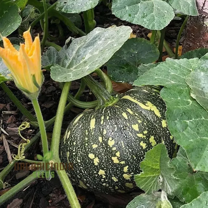 Green Pumpkin Vegetable Seeds, Premium Seeds for Planting And Gardening Enthusiasts, Ideal for Growing and Harvesting Fresh Produce