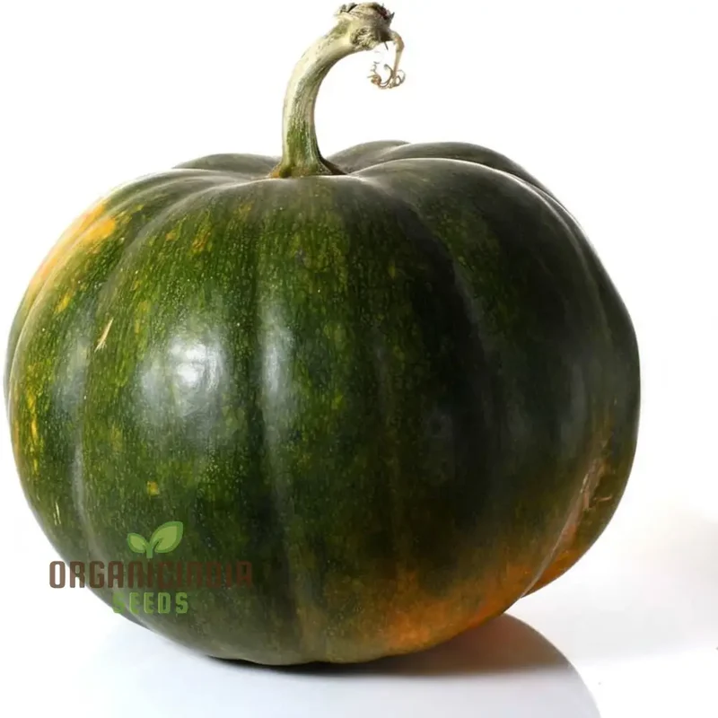 Green Pumpkin Vegetable Seeds, Premium Seeds for Planting And Gardening Enthusiasts, Ideal for Growing and Harvesting Fresh Produce
