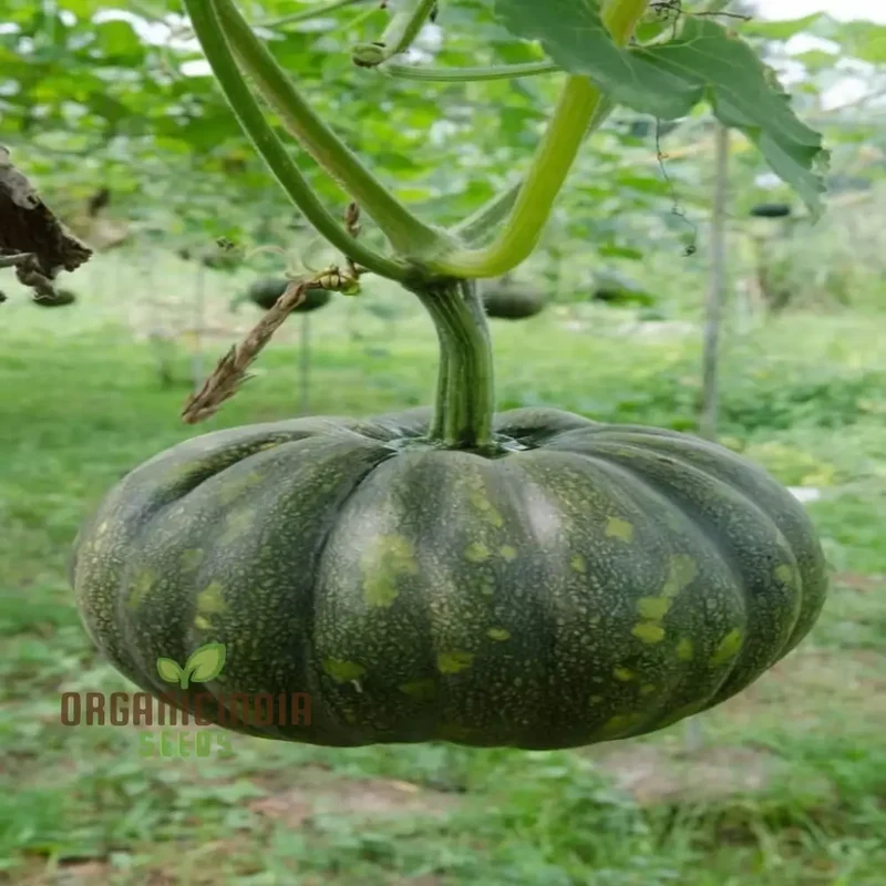 Green Pumpkin Vegetable Seeds, Premium Seeds for Planting And Gardening Enthusiasts, Ideal for Growing and Harvesting Fresh Produce