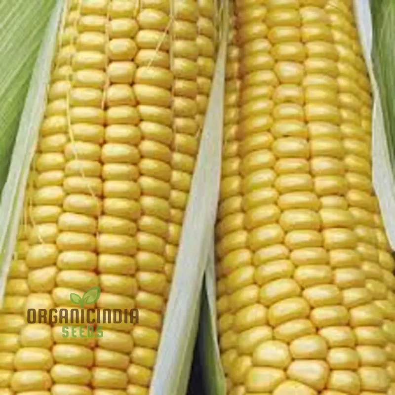 Sweetcorn Swift Vegetable Seeds - Fast Growing High Yield Ideal for Home Gardens