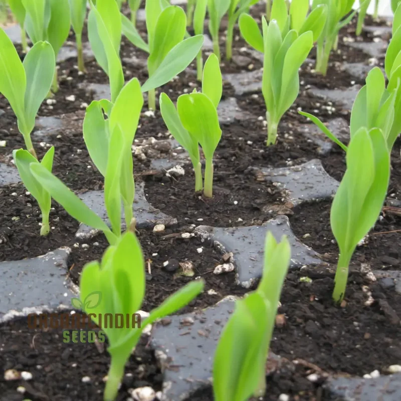 Sweetcorn Shoots Vegetable Seeds, Fast-Growing Nutritious Microgreens for Home Gardening