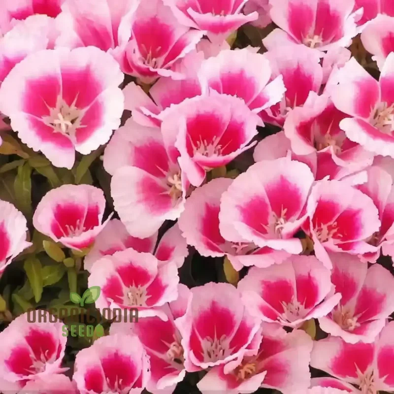 Azaleaflora Mixed Color Flower Seeds, Premium Flower Seeds for Vibrant Blooms, Ideal for Planting and Gardening Enthusiasts