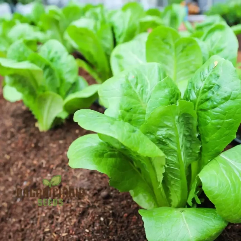 Lettuce Little Gem Seeds for Gardening – High-Yield Non-GMO Seeds for Your Garden