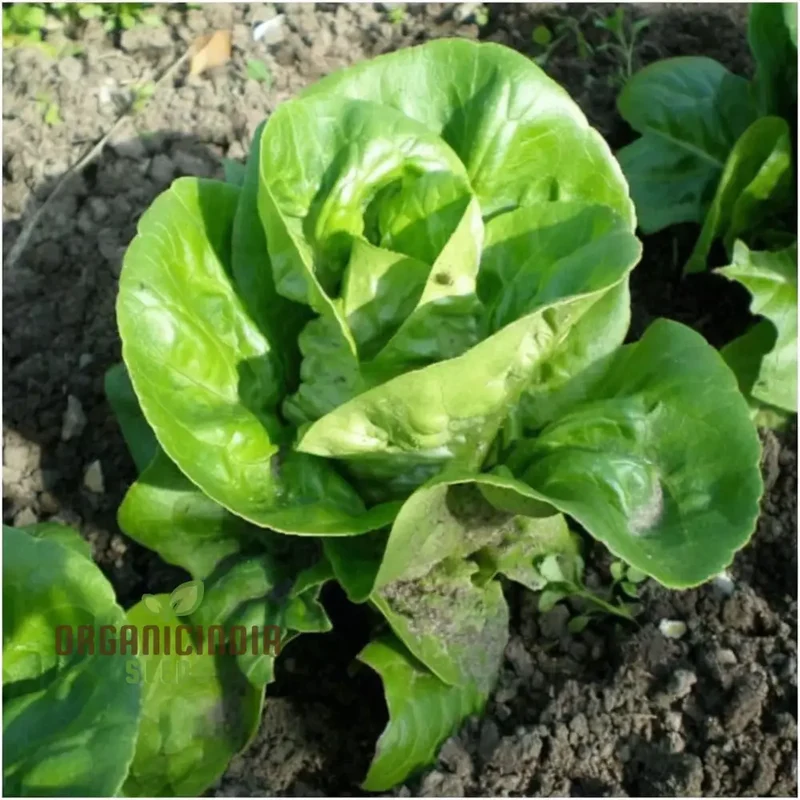 Lettuce Little Gem Seeds for Gardening – High-Yield Non-GMO Seeds for Your Garden