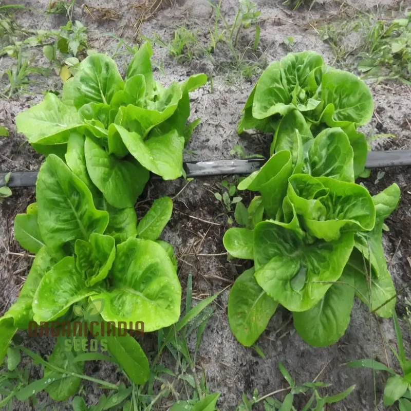 Lettuce Little Gem Seeds for Gardening – High-Yield Non-GMO Seeds for Your Garden