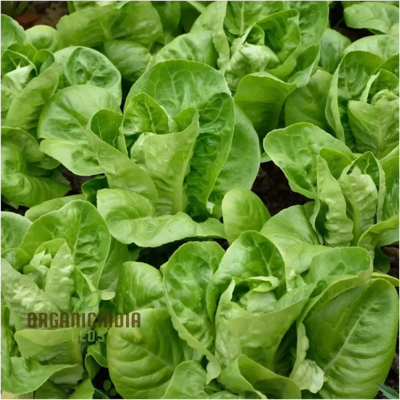 Lettuce Little Gem Seeds for Gardening – High-Yield Non-GMO Seeds for Your Garden
