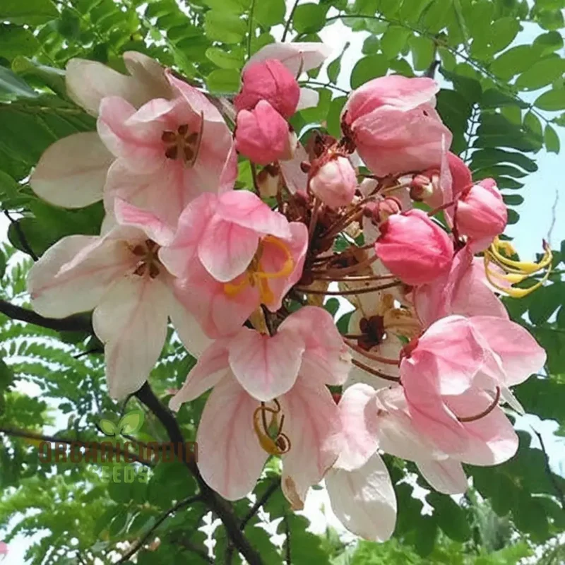 Cassia javanica Seeds – Pink Shower Tree Seeds for Lush Ornamental Growth