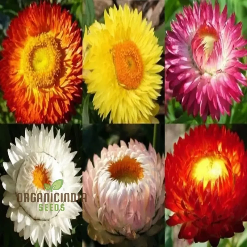 Helichrysum Bracteatum Mixed Flower Seeds, Premium Flower Seeds for Colorful Blooms, Perfect for Planting & Gardening Enthusiasts