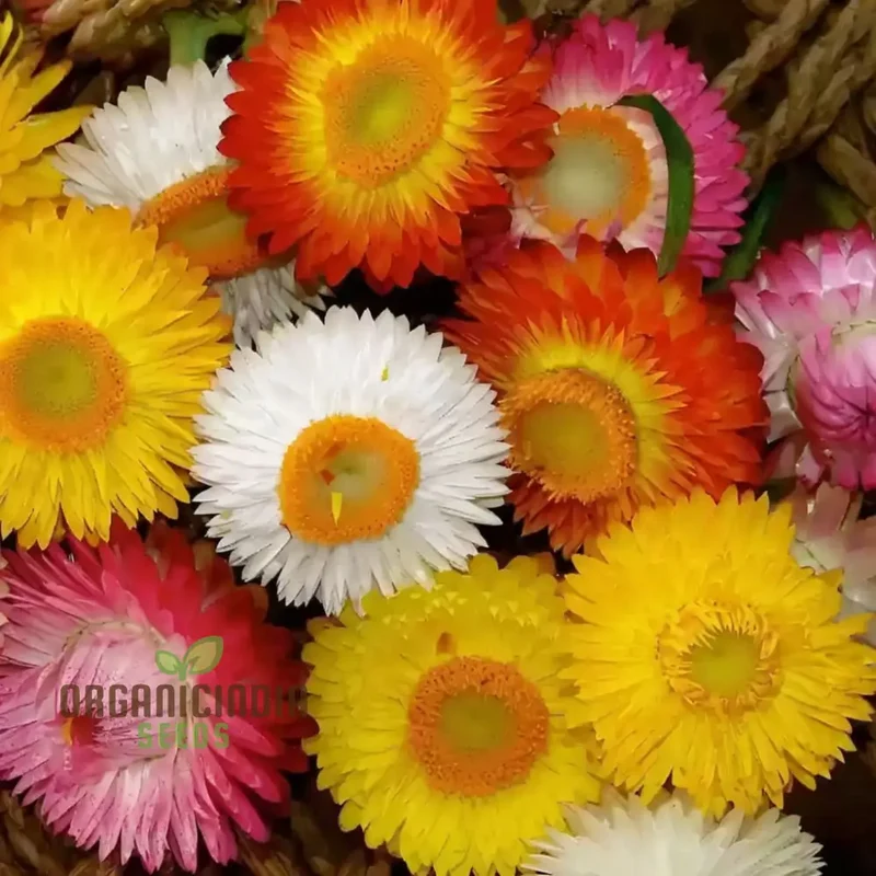 Helichrysum Bracteatum Mixed Flower Seeds, Premium Flower Seeds for Colorful Blooms, Perfect for Planting & Gardening Enthusiasts