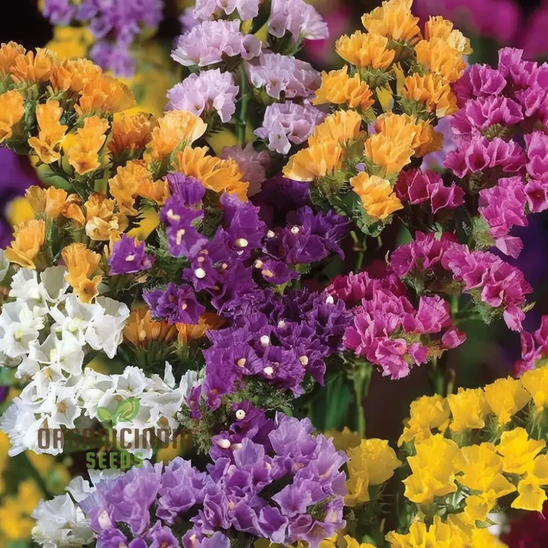 Statice Pacific Mixed Color Seeds – Vibrant Floral Mix for Bouquets and Garden Planting
