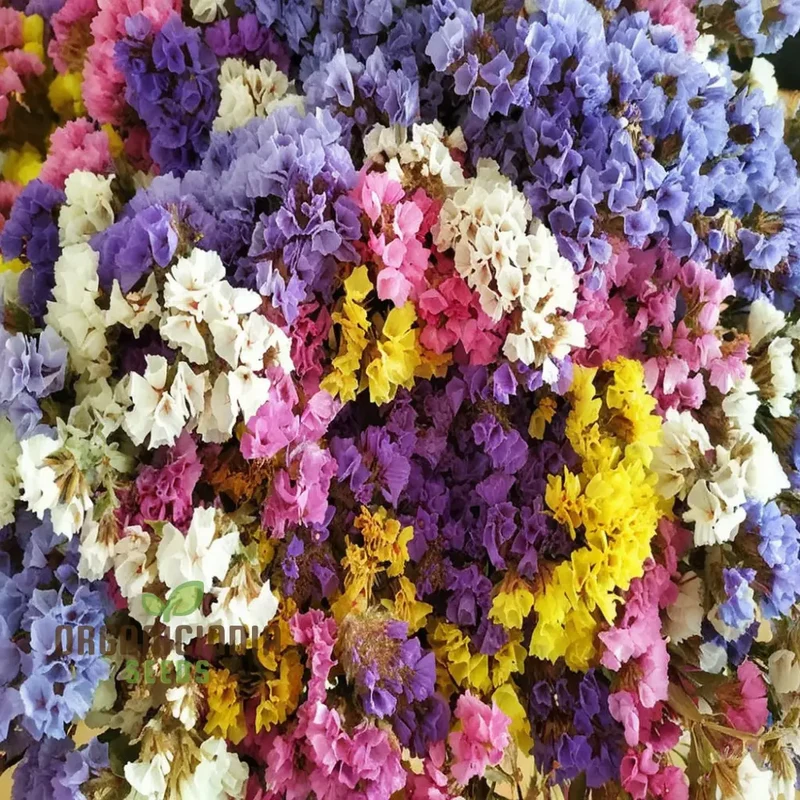 Statice Pacific Mixed Color Seeds – Vibrant Floral Mix for Bouquets and Garden Planting