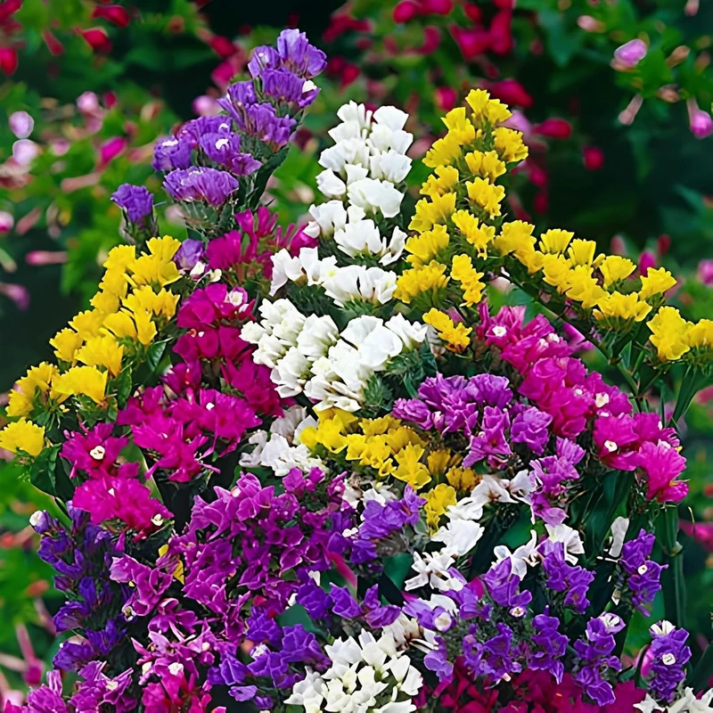 Statice Pacific Mixed Color Seeds – Vibrant Floral Mix for Bouquets and Garden Planting
