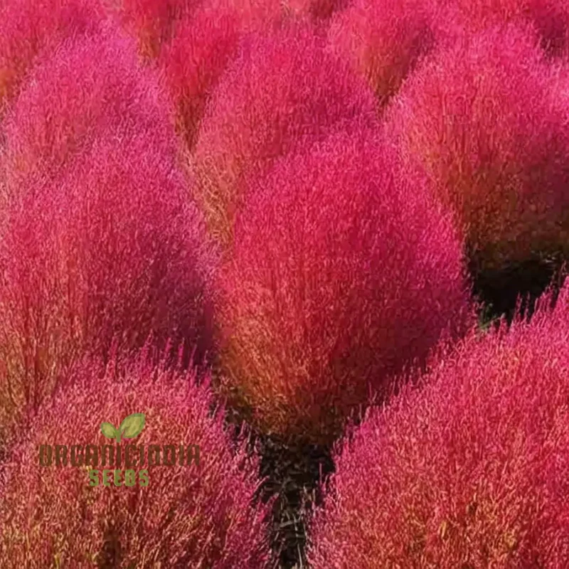 Kochia Burning Bush Seeds – Red Foliage Variety for Dramatic Garden Accents