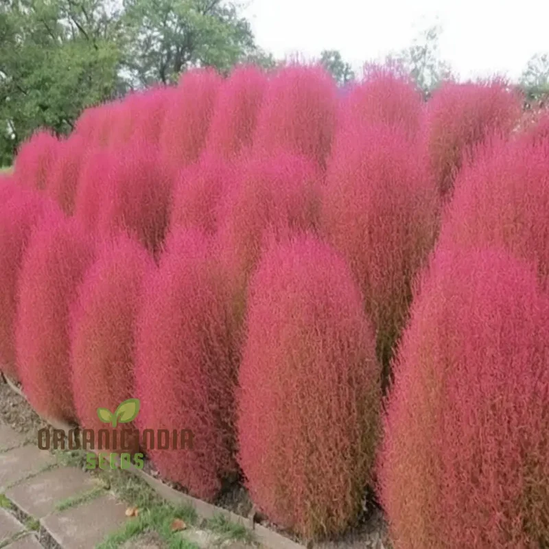Kochia Burning Bush Seeds – Red Foliage Variety for Dramatic Garden Accents