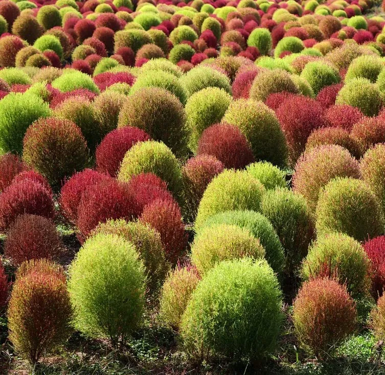 Kochia Burning Bush Seeds – Red Foliage Variety for Dramatic Garden Accents