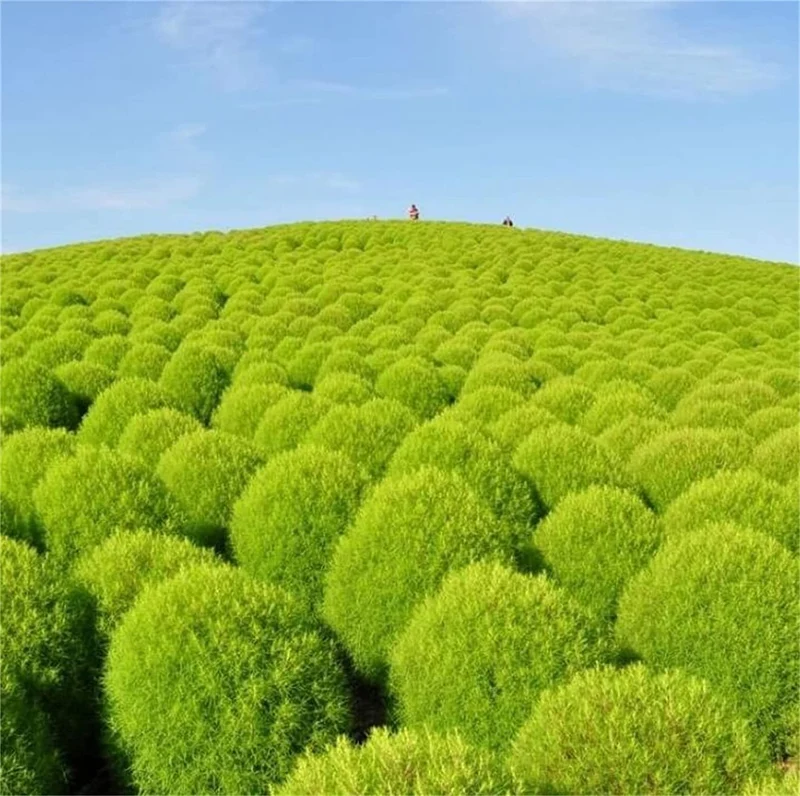 Kochia Burning Bush Seeds – Red Foliage Variety for Dramatic Garden Accents