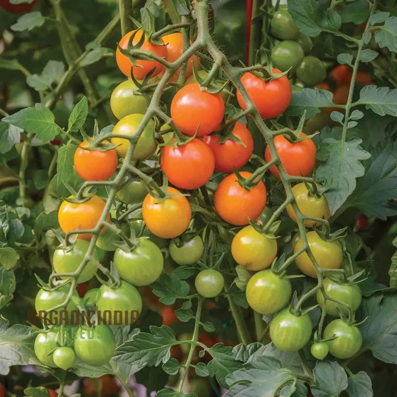 Tomato Honeycomb Vegetable Seeds, High-Yield, Sweet Flavor, Ideal for Home Gardens