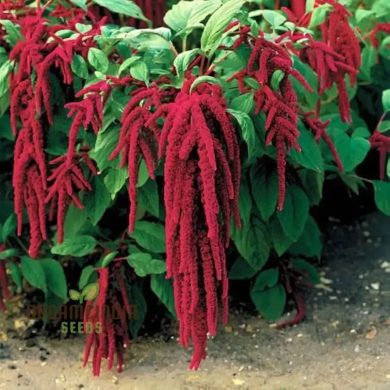 Amaranthus Seeds (Amaranthus Caudatus Red Seeds) - Premium Seeds for Stunning Blooms