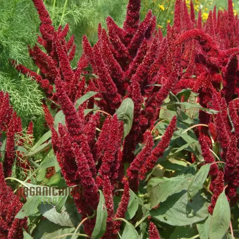 Amaranthus Seeds (Amaranthus Caudatus Red Seeds) - Premium Seeds for Stunning Blooms