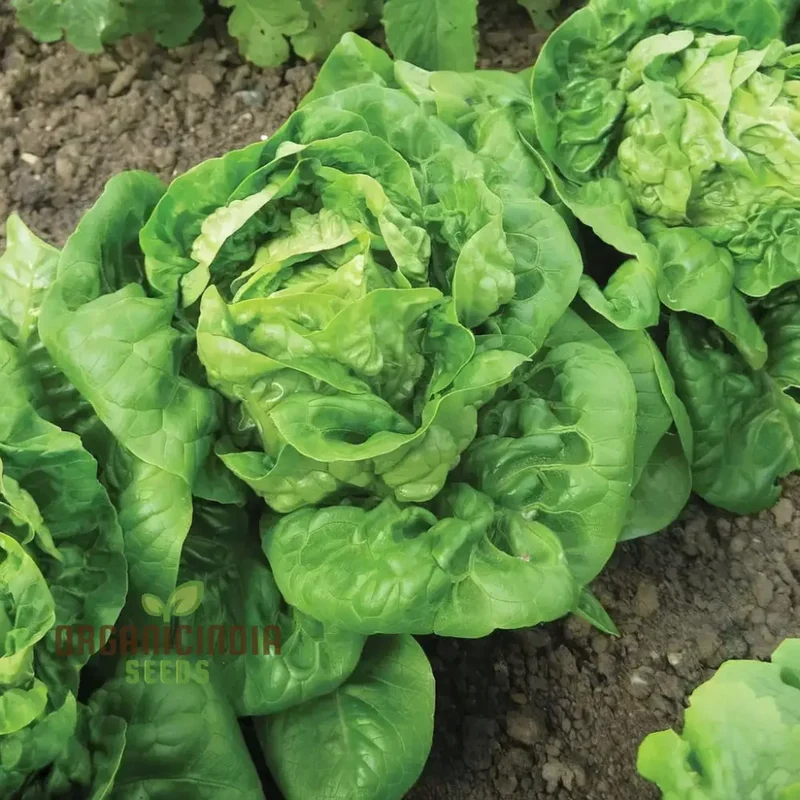 All Year Round Lettuce Vegetable Seeds for Planting | Grow Fresh Lettuce Year-Round | High-Yield, Non-GMO Heirloom SeedsVegetable