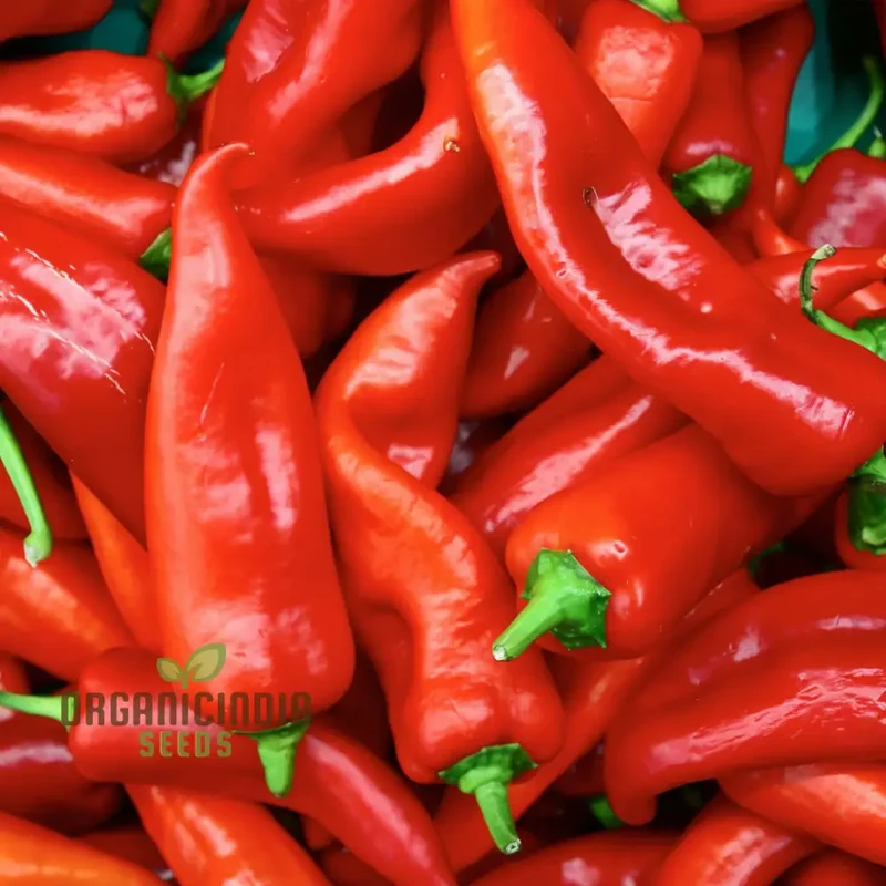 Sweet Pepper Thor Vegetable Seeds, High Yield, Disease Resistant, Perfect for Home Gardens