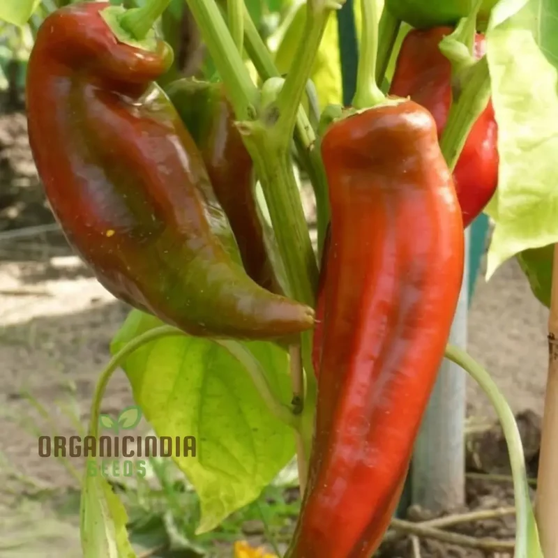 Sweet Pepper Thor Vegetable Seeds, High Yield, Disease Resistant, Perfect for Home Gardens