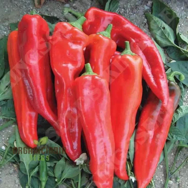 Sweet Pepper Thor Vegetable Seeds, High Yield, Disease Resistant, Perfect for Home Gardens