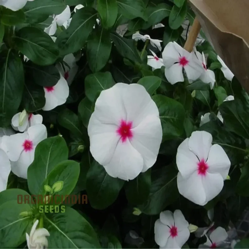 Vinca F1 Nana Seeds – Little Bright Eyes Garden Variety