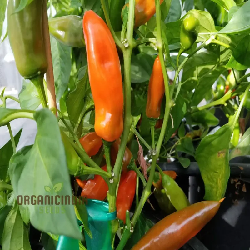Sweet Pepper Tangerine Dream Vegetable Seeds, Vibrant Color Sweet Flavor Ideal for Gardens