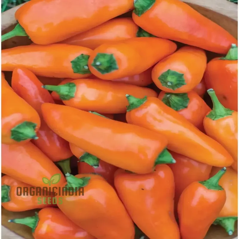 Sweet Pepper Tangerine Dream Vegetable Seeds, Vibrant Color Sweet Flavor Ideal for Gardens