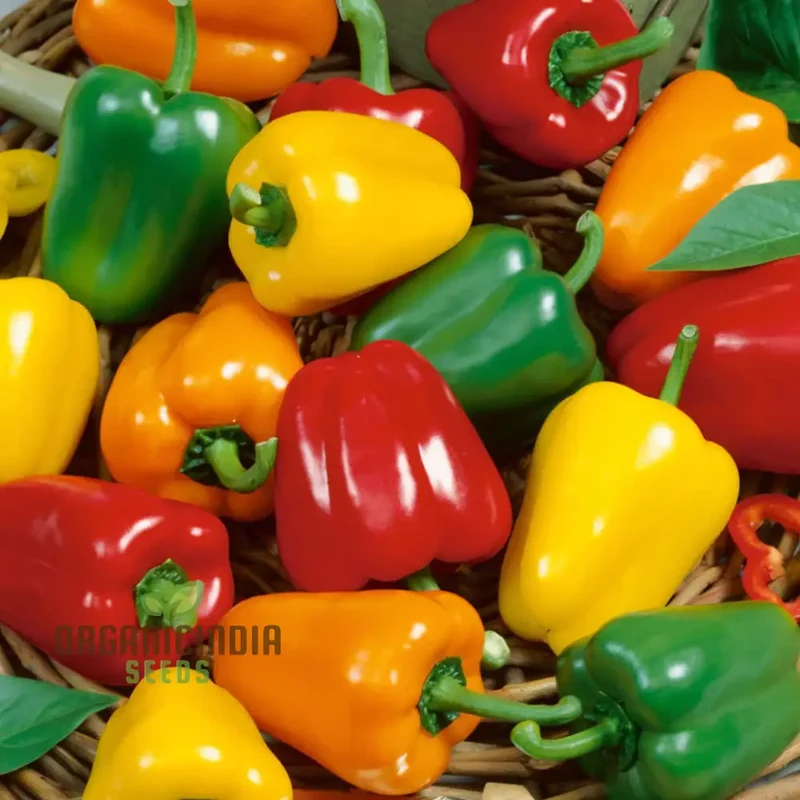 Sweet Pepper Mixed vegetable seeds, High Yield Colorful and Flavorful for Home Gardens