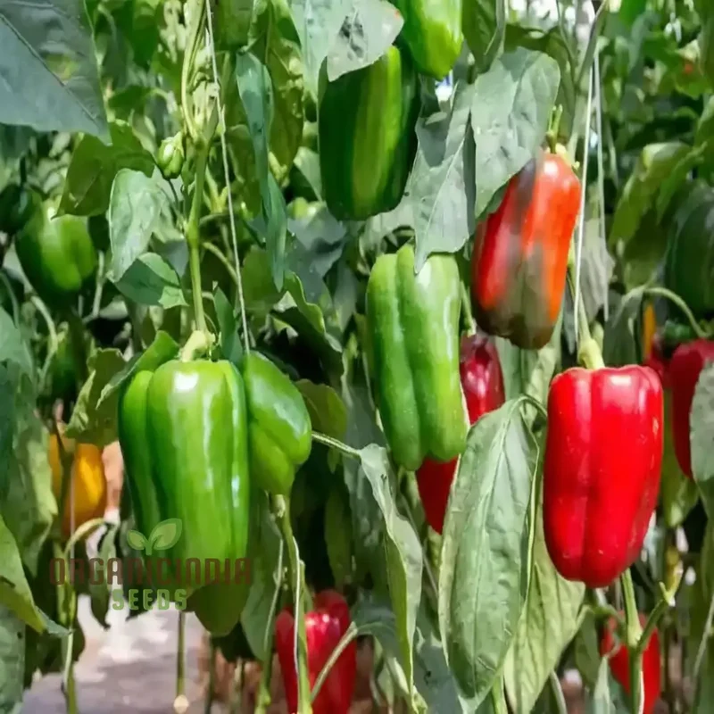 Sweet Pepper Mixed vegetable seeds, High Yield Colorful and Flavorful for Home Gardens