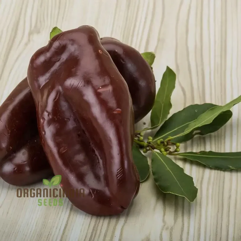 Mini Sweet Pepper Sweetonia Chocolate Vegetable Seeds, Compact Growth Perfect for Containers and Small Gardens