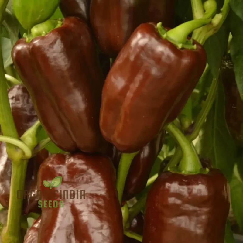 Mini Sweet Pepper Sweetonia Chocolate Vegetable Seeds, Compact Growth Perfect for Containers and Small Gardens