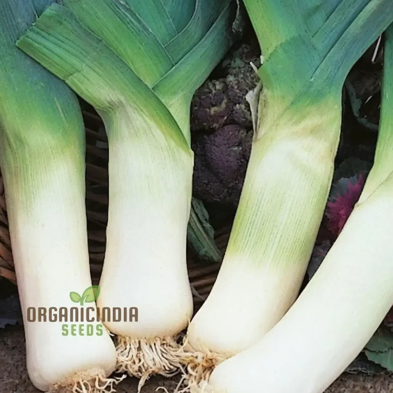 High-Quality Leek Stamford Seeds for Gardening: Premium Vegetable Seeds for Home Gardeners