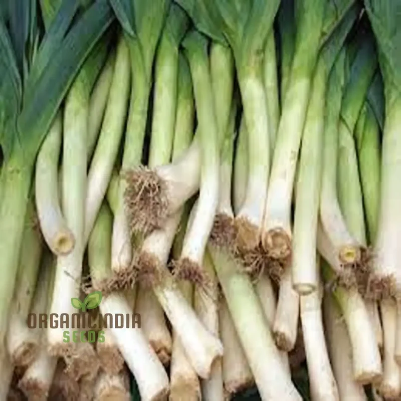 High-Quality Leek Stamford Seeds for Gardening: Premium Vegetable Seeds for Home Gardeners