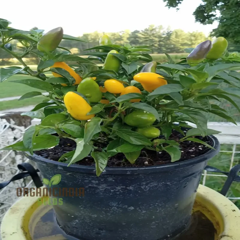 Sweet Pepper Lemon Dream Vegetable Seeds, Vibrant Color Sweet Flavor Perfect for Garden
